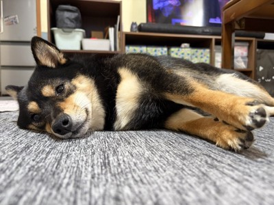ウトウト