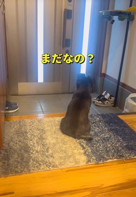 健気に待ち続けるチビくん