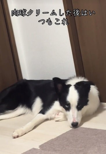 ふせるリコちゃん