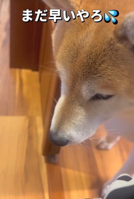 部屋から様子をうかがうポンちゃん