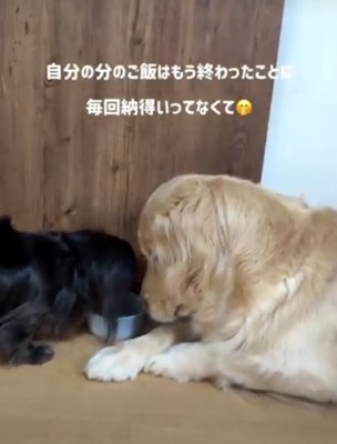 ゼロ距離でおこぼれ待ち