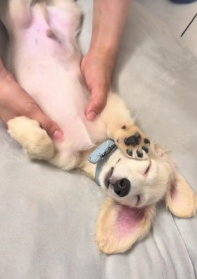 なでられる姿にキュン♡