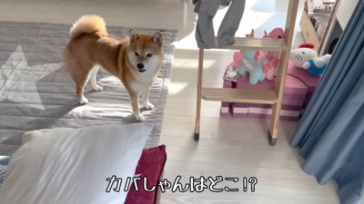 カバさんを探す花子ちゃん