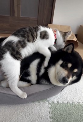 背中をカミカミ