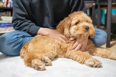 足元に茶の垂れ耳の犬