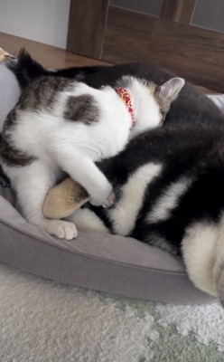 もふもふの毛に顔をうずめてみます