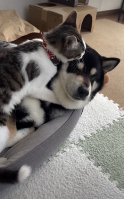 なされるがまますぎる黒豆くん