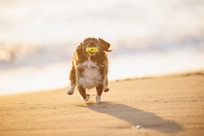 スマホを見ている女性と犬