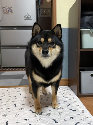柴犬