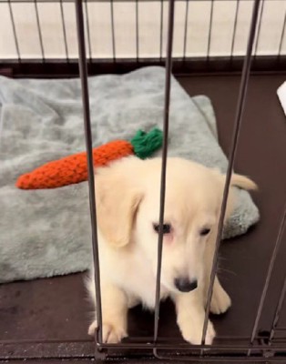駄々をこねるころねちゃん