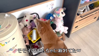 ようやく発見！
