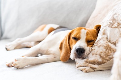 ソファの上で横向きで眠る犬