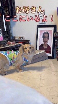 飼い主をふり返って見つめる犬