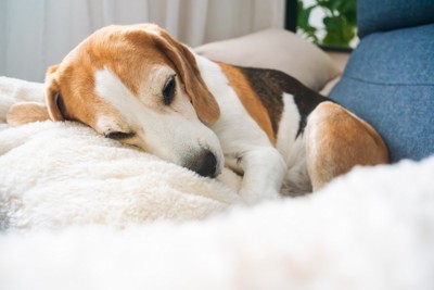 丸まって眠る犬