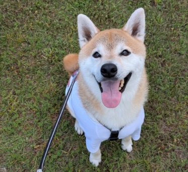 ニコニコ