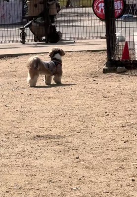 あたりを探し回る犬