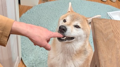 指