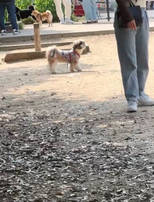 飼い主を探す犬