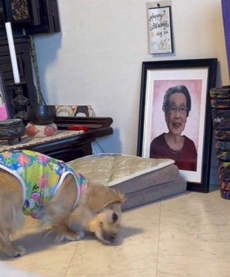 頭を床に押しつけるような動きをする犬