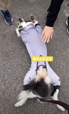 一瞬でへそ天！