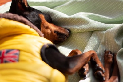 体を丸めて眠る犬