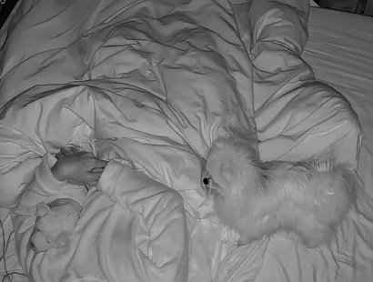 ぬいぐるみを抱いて眠る飼い主さん