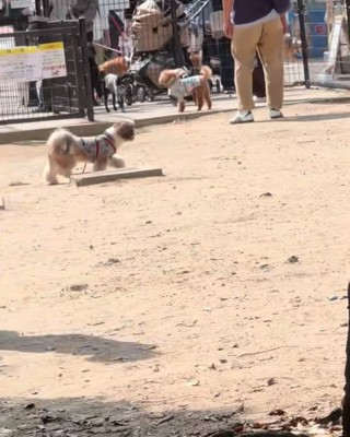走って行ってしまう犬
