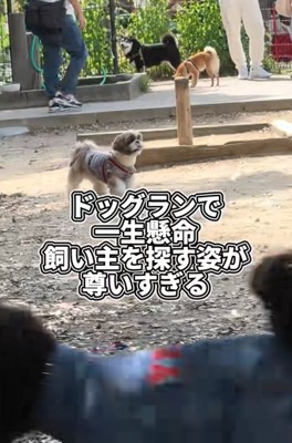 探し回る犬