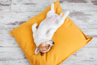 クッションで仰向けに眠る子犬