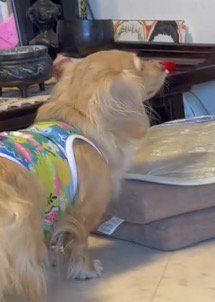 女性を見つめる犬の顔
