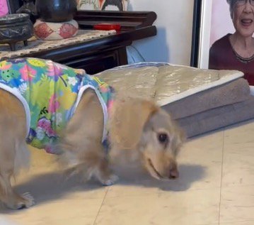 床に顔を近づける犬
