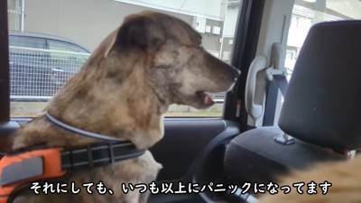 ずっと鳴き続けています