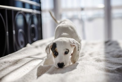 ニオイを嗅ぐ子犬