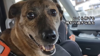 りゅうさんはビビりまくり！