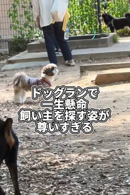 迷子の犬