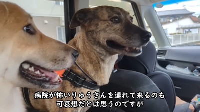 もかちゃんは落ち着いています