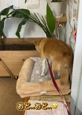自分のベッドでオドオド
