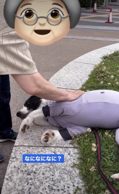 「もっとなでてぇ」