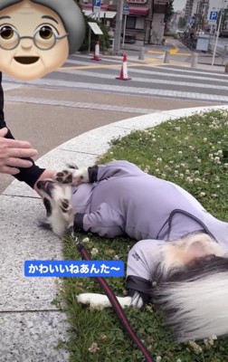 おばあちゃん、デイジーちゃんをベタ褒め