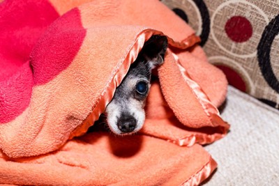布団の中に隠れている犬