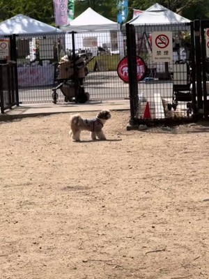 キョロキョロする犬
