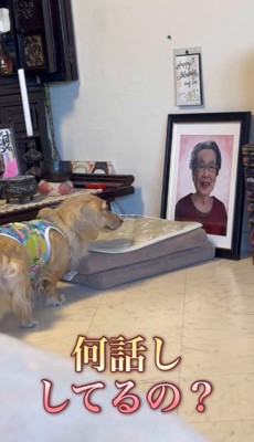 女性の写真を見つめて立ち止まる犬