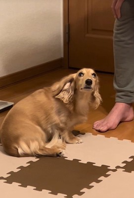反省していることをアピール！