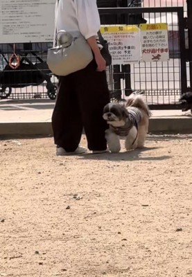 声に気づいた様子の犬