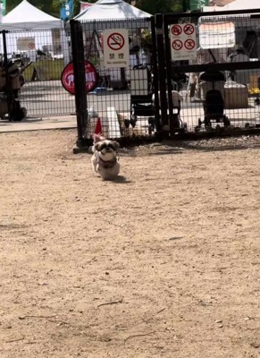 見つけた犬
