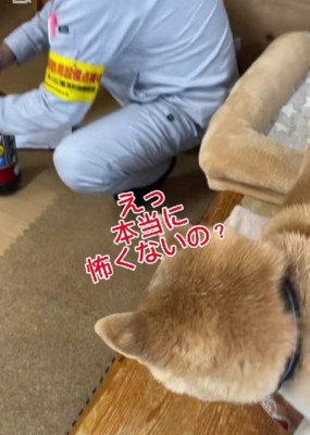 落ち着かない福太郎ちゃん
