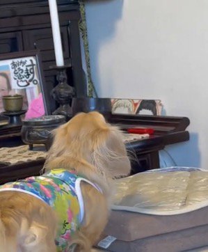 空中を見つめる犬