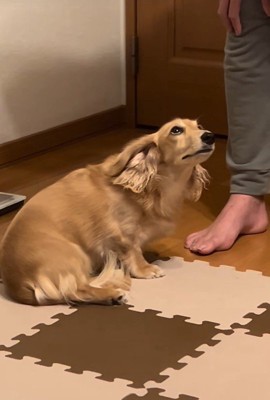 「ごめんなさい！」と上目遣い