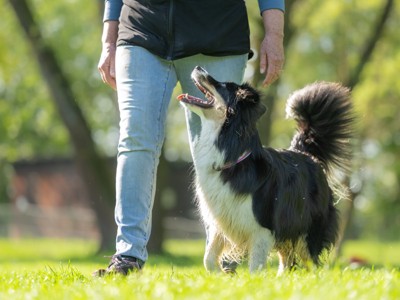トレーニング中の犬
