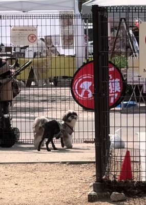 飼い主を探す犬